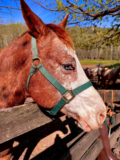 Blue-eyed beauty, Seneca Rocks, West Virginia