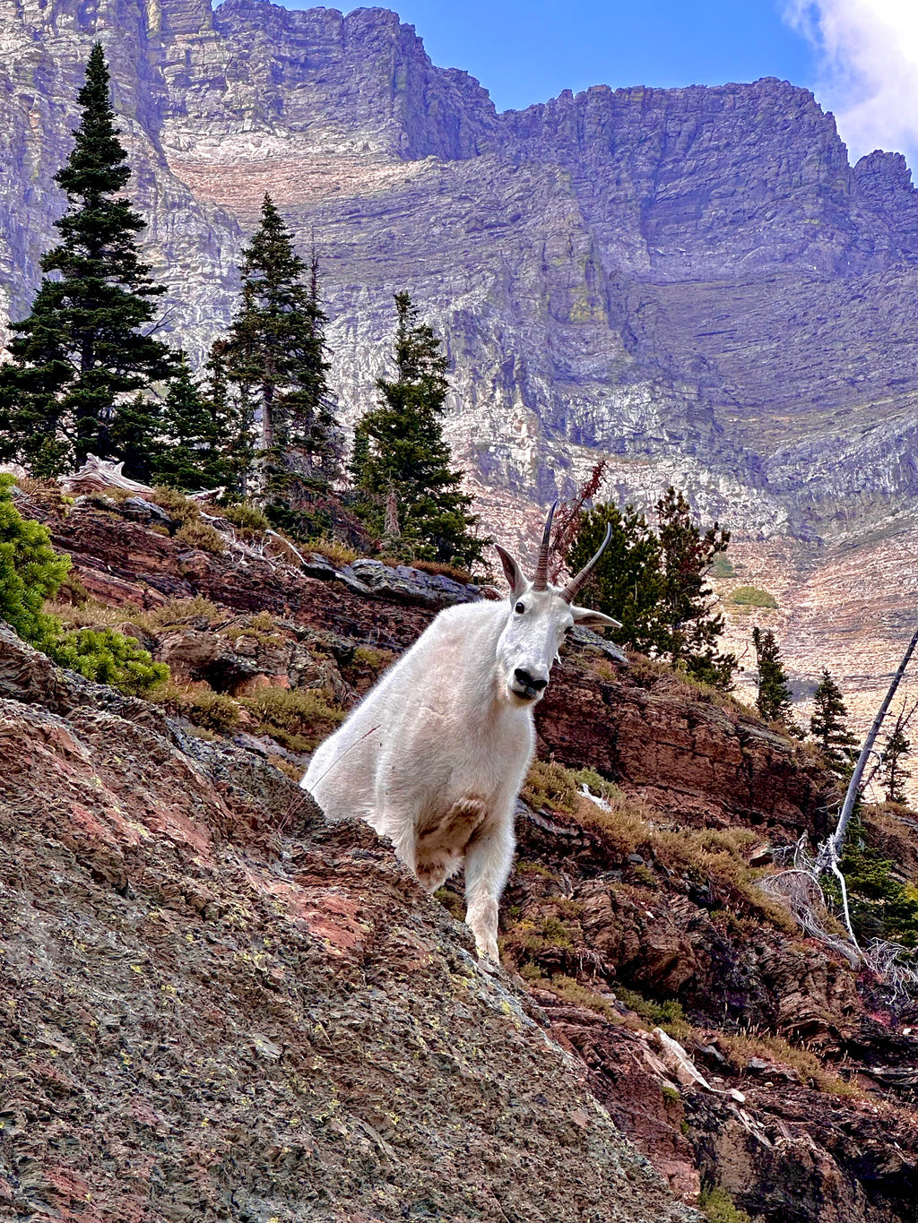 Mountain goat, Glacier NP