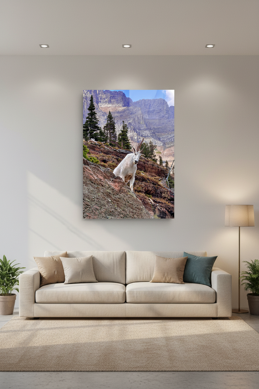 Mountain goat, Glacier NP