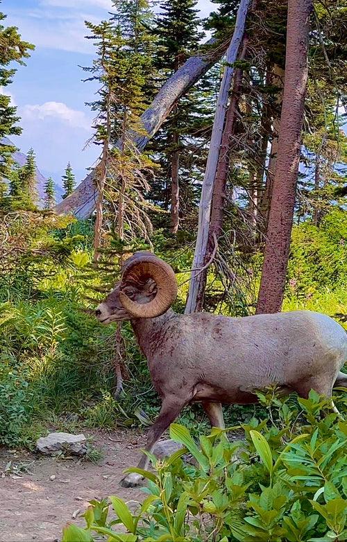 Bighorn sheep, Glacier NP