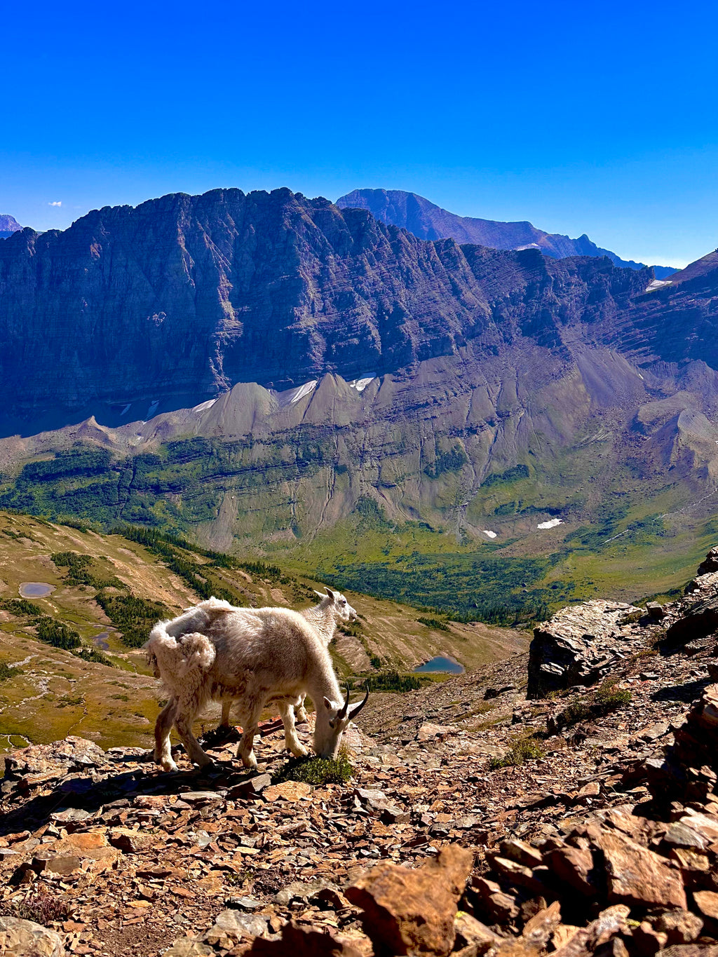 Montana goats, Glacier NP