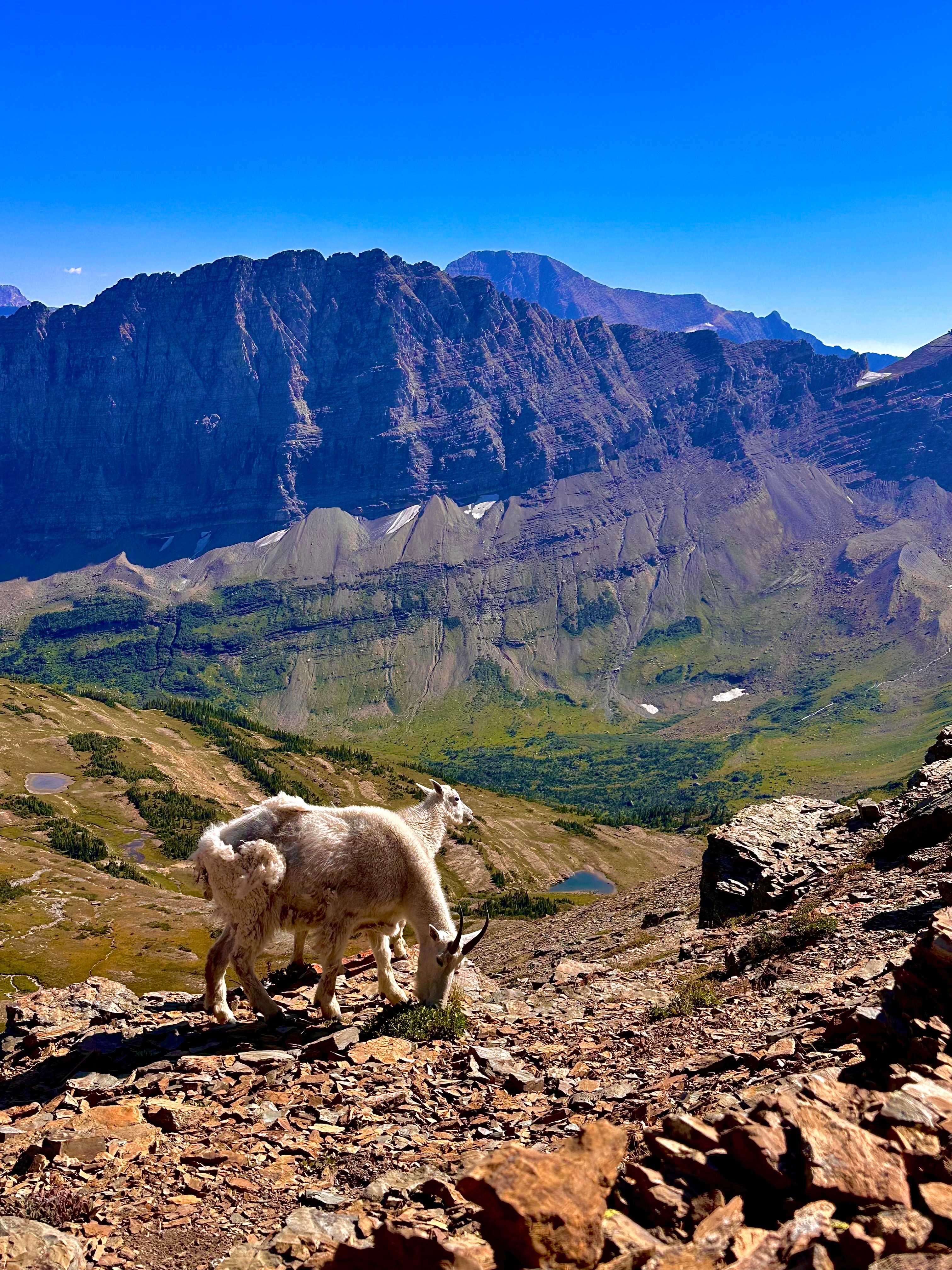 Montana goats, Glacier NP