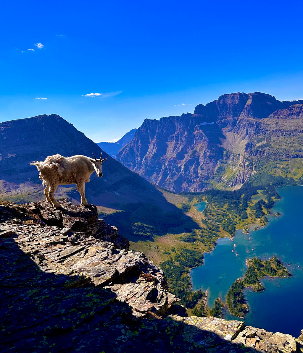 Goat's view of the Hidden Lake, Glacier NP