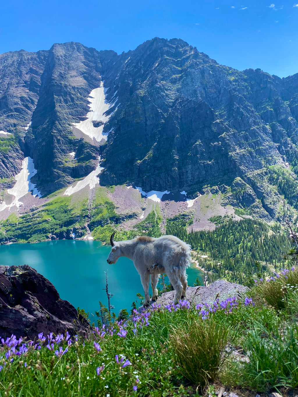 Mountain Goat, Gunsight Pass, Glacier NP