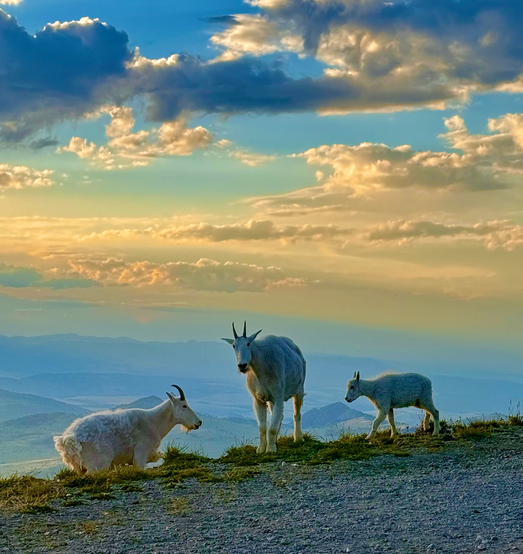 Goats at Sawtell Peak, Idaho