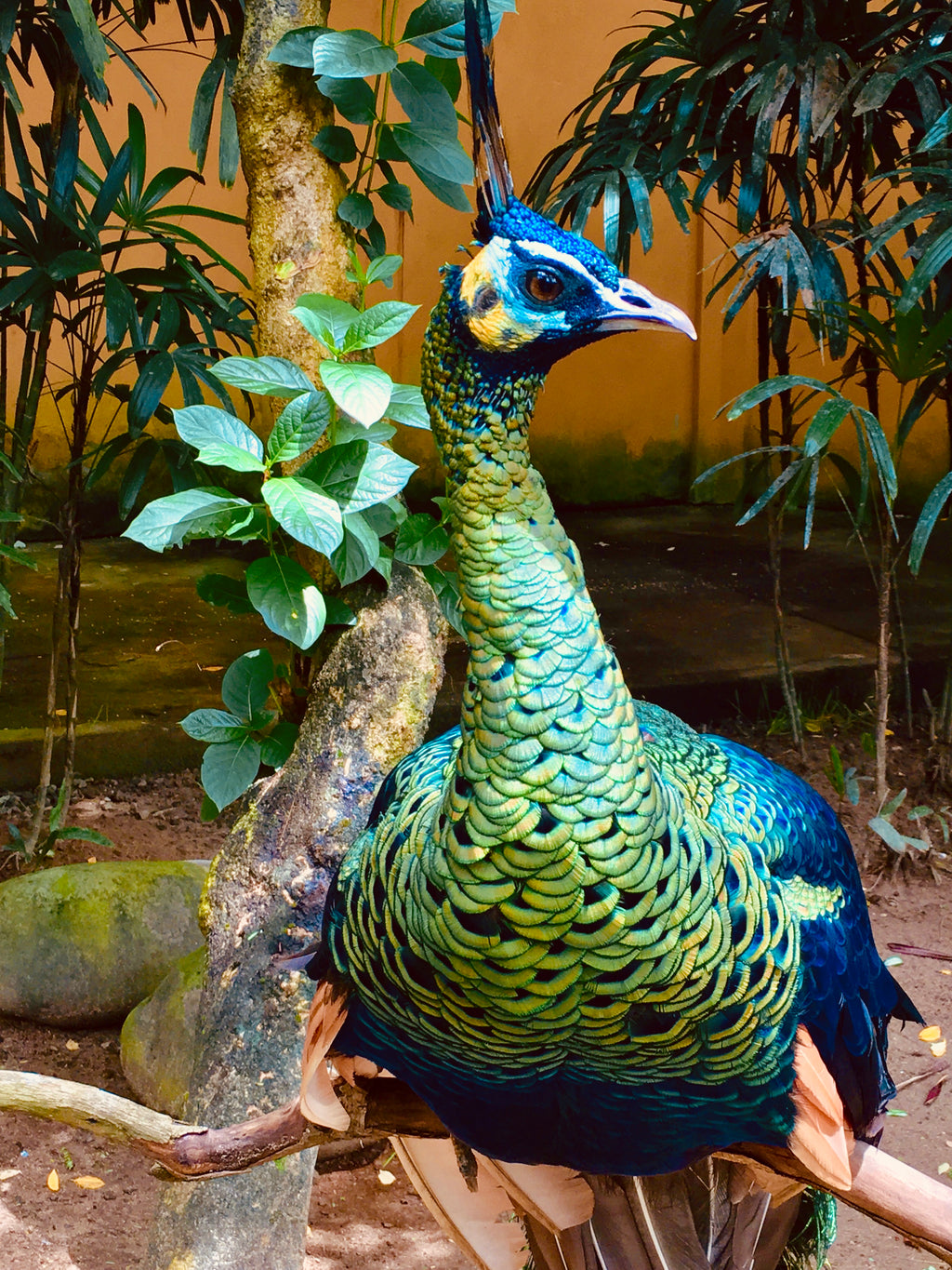 A peacock in the Bali zoo