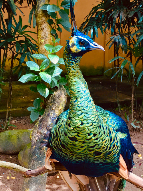 A peacock in the Bali zoo